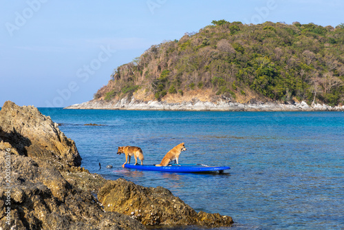 Two brown dogs on a paddleboard in the water. Holidays in Thailand. Summer vacation with pet, aquatic active recreation, water sport fun. Traveling, tourism, holiday, beach vacation.