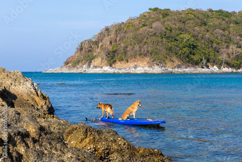 Two brown dogs on a paddleboard in the water. Holidays in Thailand. Summer vacation with pet, aquatic active recreation, water sport fun. Traveling, tourism, holiday, beach vacation.