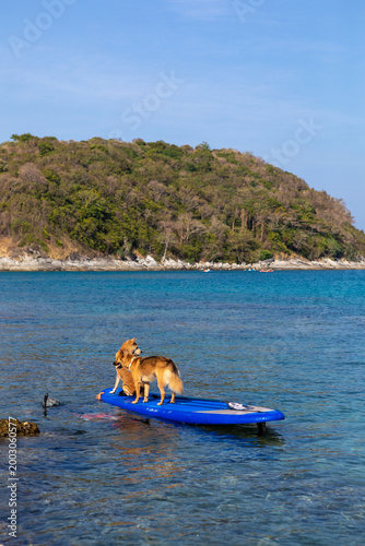 Two brown dogs on a paddleboard in the water. Holidays in Thailand. Summer vacation with pet, aquatic active recreation, water sport fun. Traveling, tourism, holiday, beach vacation.