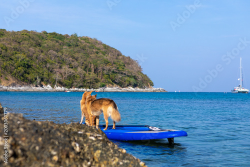 Two brown dogs on a paddleboard in the water. Holidays in Thailand. Summer vacation with pet, aquatic active recreation, water sport fun. Traveling, tourism, holiday, beach vacation.