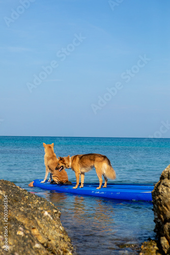 Two brown dogs on a paddleboard in the water. Holidays in Thailand. Summer vacation with pet, aquatic active recreation, water sport fun. Traveling, tourism, holiday, beach vacation.