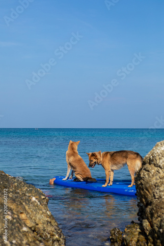 Two brown dogs on a paddleboard in the water. Holidays in Thailand. Summer vacation with pet, aquatic active recreation, water sport fun. Traveling, tourism, holiday, beach vacation.
