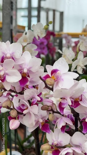 Close-up Phalaenopsis Aphrodite orchids greenhouse display cascading white pink blooms yellow-red centers dew kissed petals detailed