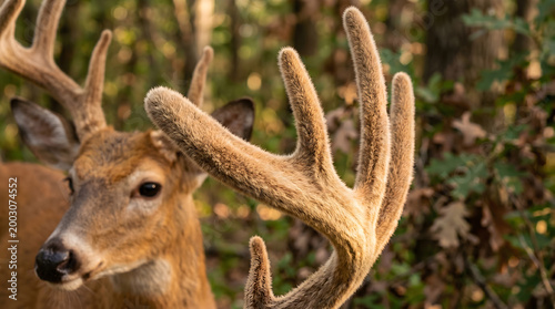 Deer Antler Velvet: Close-up of a deer's antler covered in 