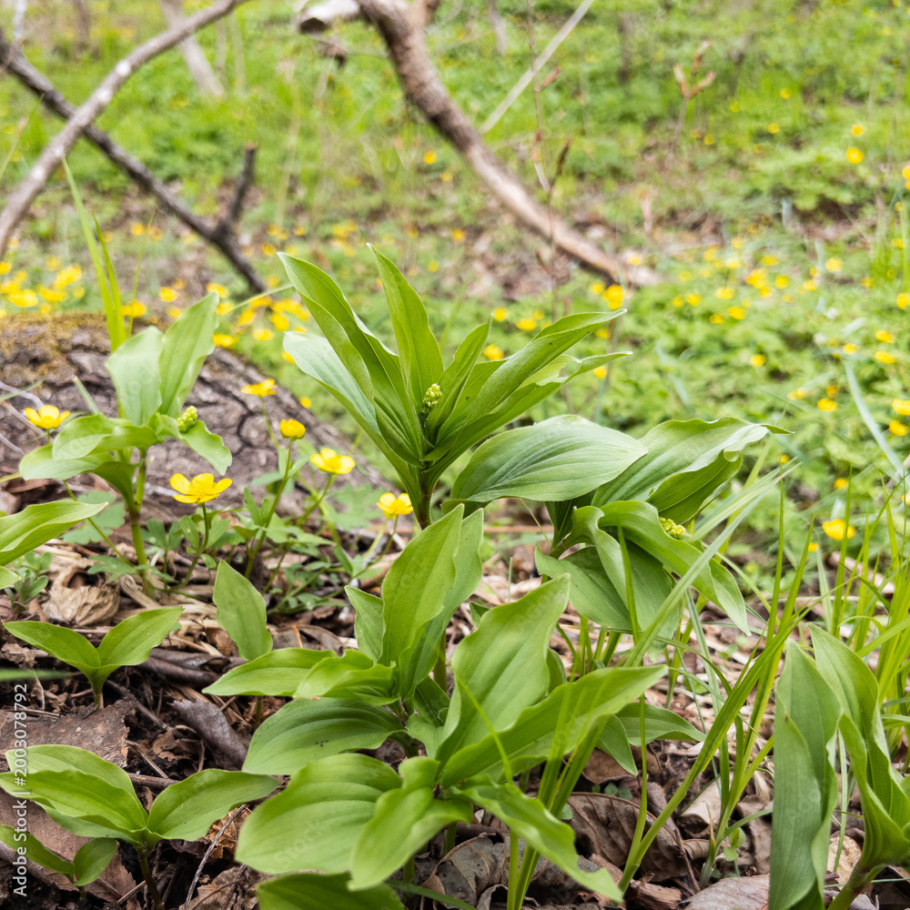 Fototapeta premium Fresh green wild plants with small buds growing on spring forest floor