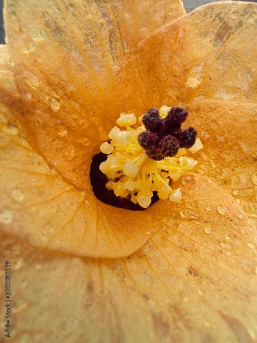 poppy seed cake