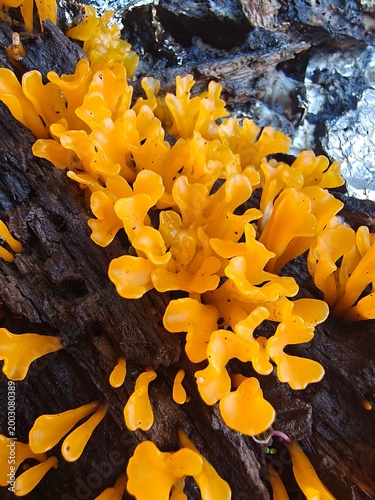 yellow flowers on the rocks