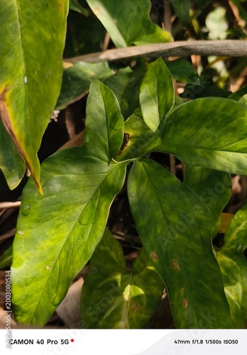 green leaves background