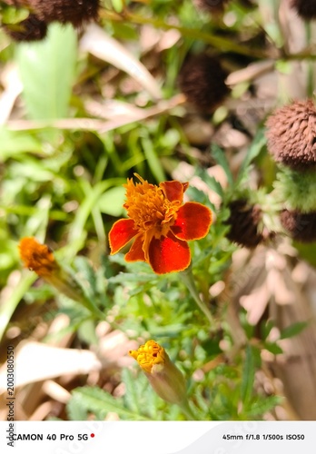 bee on flower