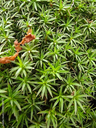 green pine needles