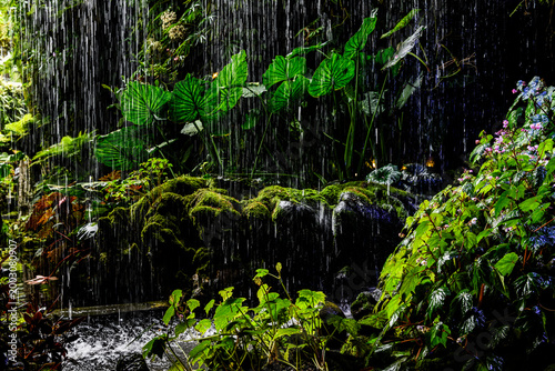 Photos Water falls like a dense curtain over lush, green tropical foliage and mossy rocks