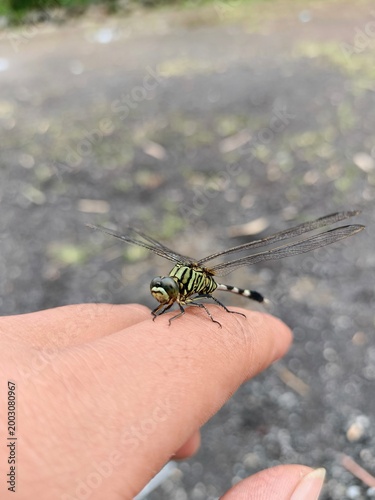 dragonfly on a hand
