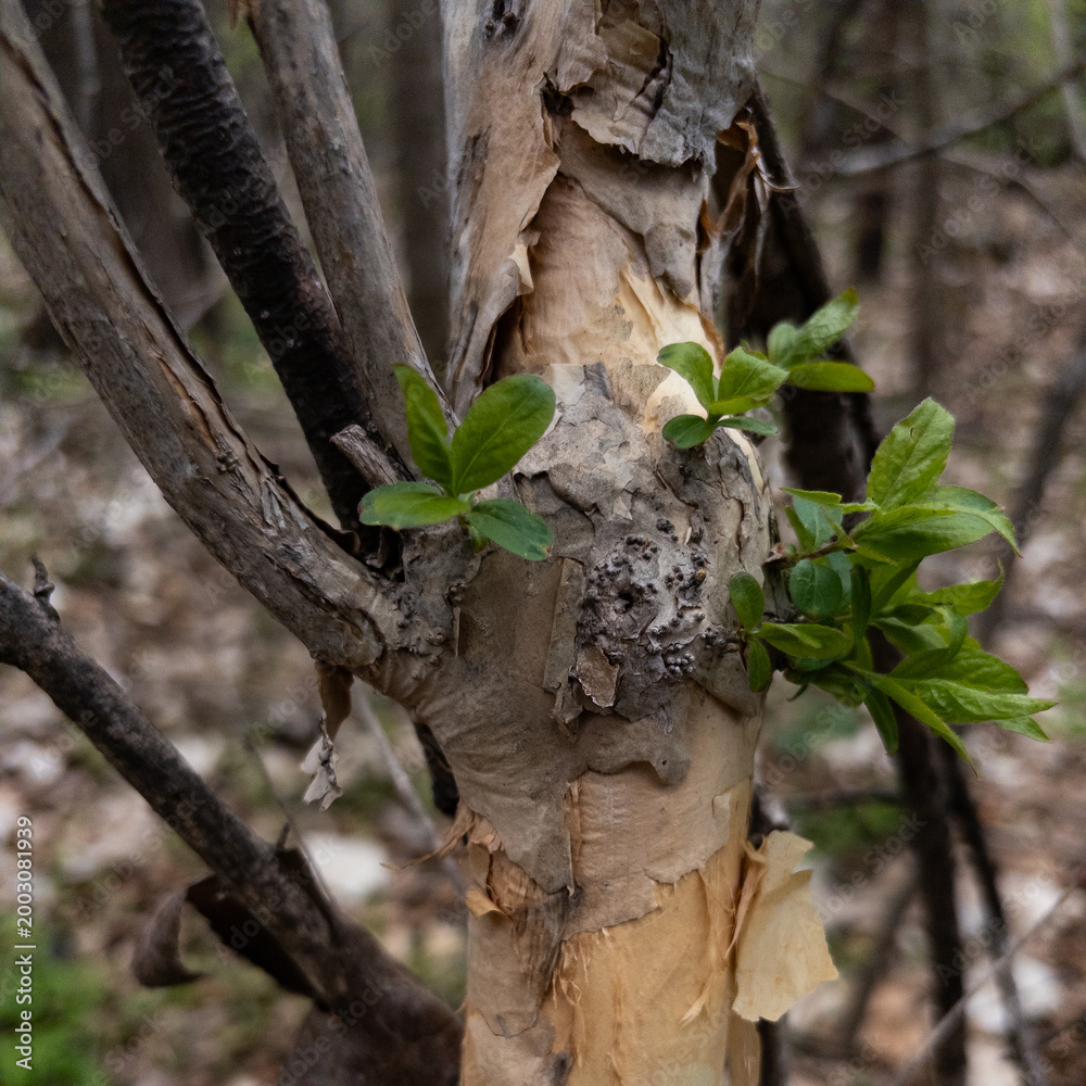Fototapeta premium Fresh green leaves sprouting from tree trunk with peeling bark in spring forest