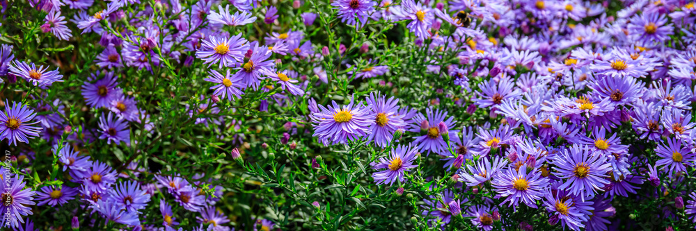 Fototapeta premium Colorful flowers bloom in a garden during spring with green leaves around them under bright sunlight