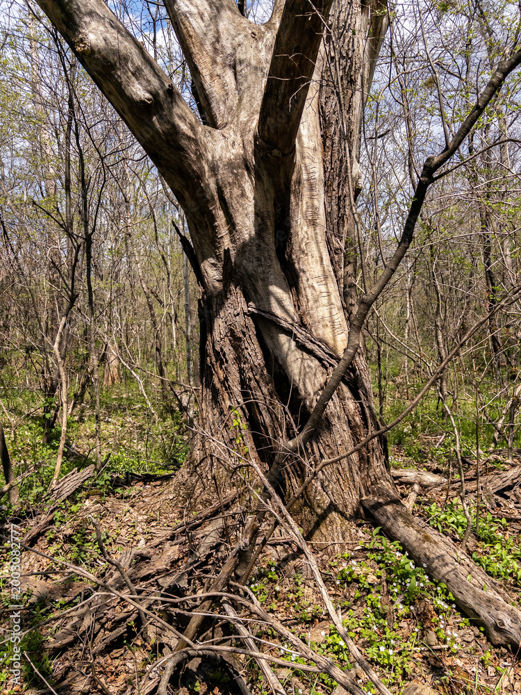 Obraz premium Massive old tree trunk with rough bark in wild spring forest