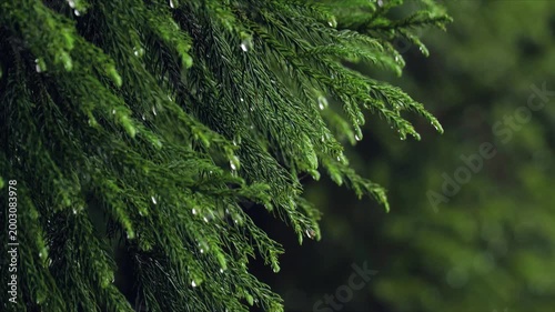 Rain droplets on evergreen pine leaves foliage in lush forest during monsoon season