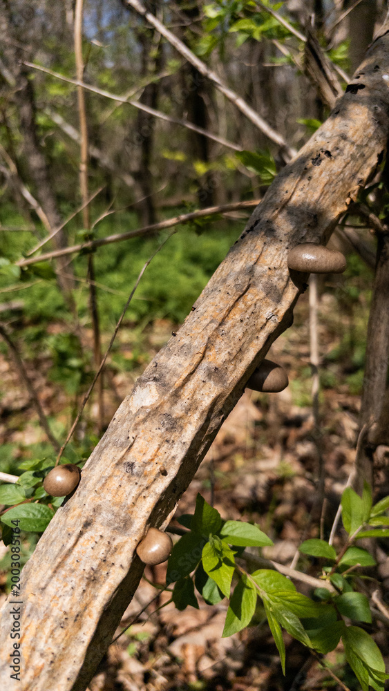 Fototapeta premium Several small brown mushrooms growing on fallen tree branch in spring woodland