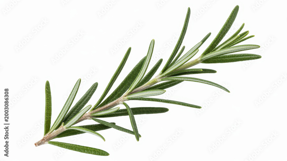 Fototapeta premium Single fresh green rosemary sprig with needle-like leaves isolated on a white background