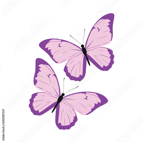 Two purple butterflies with dark purple edges on white background pink butterflies black antennae vector illustration