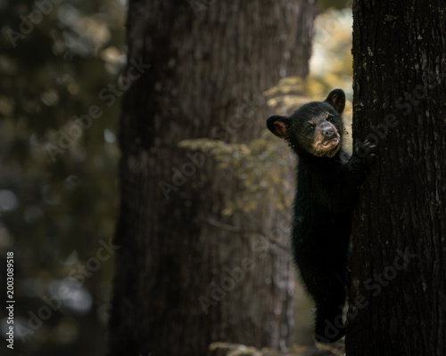 Φωτογραφία A young black bear cub climbing a tree in a natural forest environment with soft light and peaceful woodland atmosphere