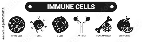 Immune Cells web banner icon vector illustration concept with icons of white cell, T cell, B cell, antigen, bone marrow, and citrus fruit.