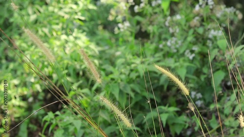Grass swaying in the wind with wild green plants in the background