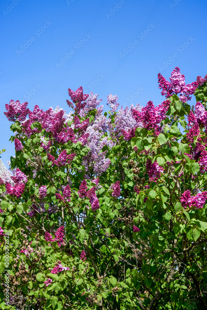 Fototapeta premium image of lilac flowers on a sunny spring day, blurred background