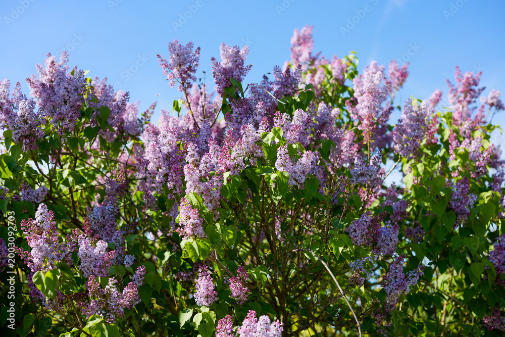 Obraz premium image of lilac flowers on a sunny spring day, blurred background