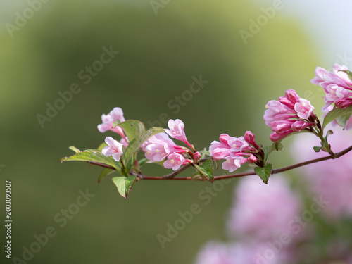 美しいピンクのタニウツギの花