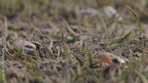 Fiddler crabs waving large claws on sandy coastal mudflat
