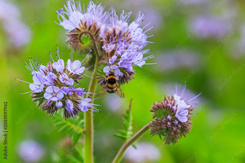 Fototapeta premium Bee collecting nectar from purple flowers in a garden during springtime