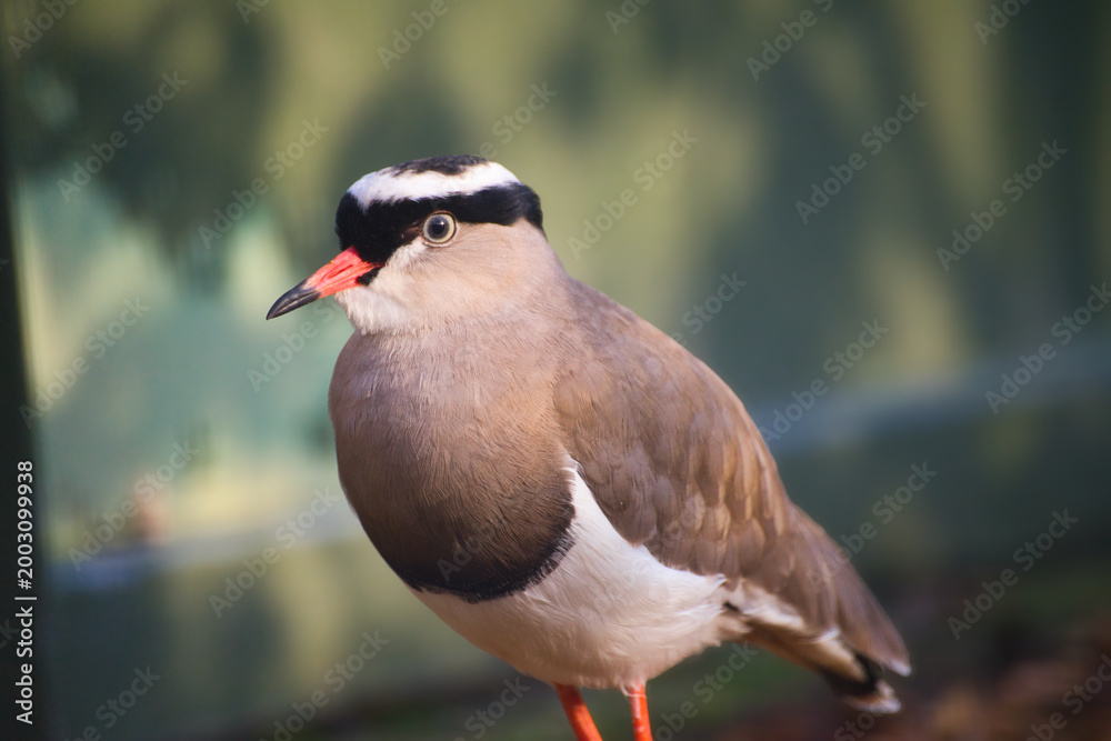 Obraz premium Isolated close-up portrait of a crowned lapwing | Vanellus coronatus