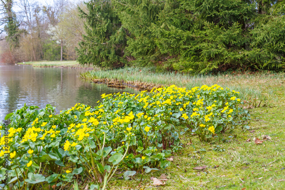 Obraz premium Bright yellow flowers grow along the edge of a calm water body in a nature area on a clear day during spring season
