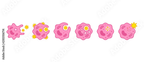 Phagocytosis process vector illustration showing white blood cell engulfing virus, immunology stages, cellular digestion, immune system defense mechanism, biological cycle for medical education infogr