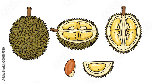 Set of fresh durian fruit vector icons