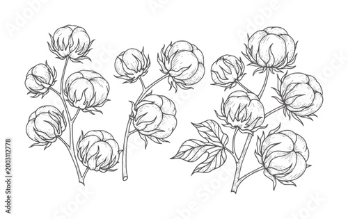 Foto Hand drawn cotton plant branches with bolls and leaves leaf