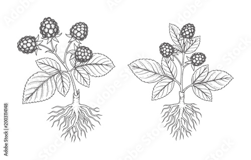 Two black and white line of raspberry plants with roots botanical fruit