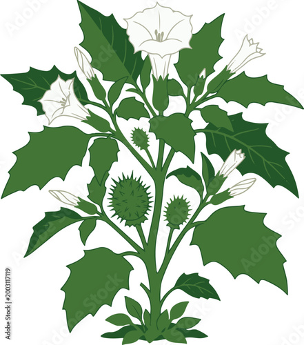 Botanical illustration of a thorny plant with spiky seed pods and trumpet-shaped flowers, representing a medicinal or wild herb in a detailed vector style.