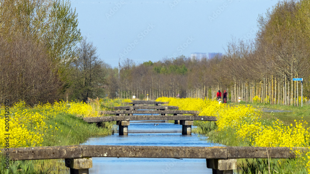 Αυτοκόλλητο Flowering rapeseed along a straight canal with many small bridges in early sprin