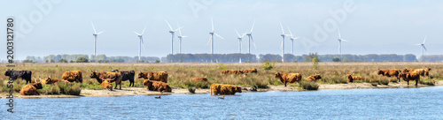 A herd of free roaming Heck cattle on the isle of Tiengemeten, a Natura 2000 nature reserve in the Netherlands; wind turbines fill the horizon 