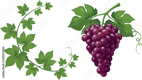 Grapes and Vine Vector Set with Detailed Green Leaves and Purple Bunches for Fruit, Farming, and Organic Illustrations
