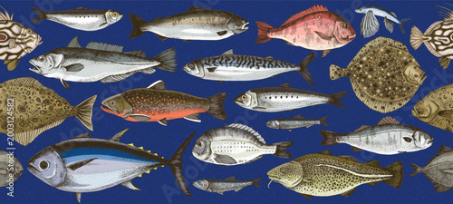 Edible fish sketched vector collection