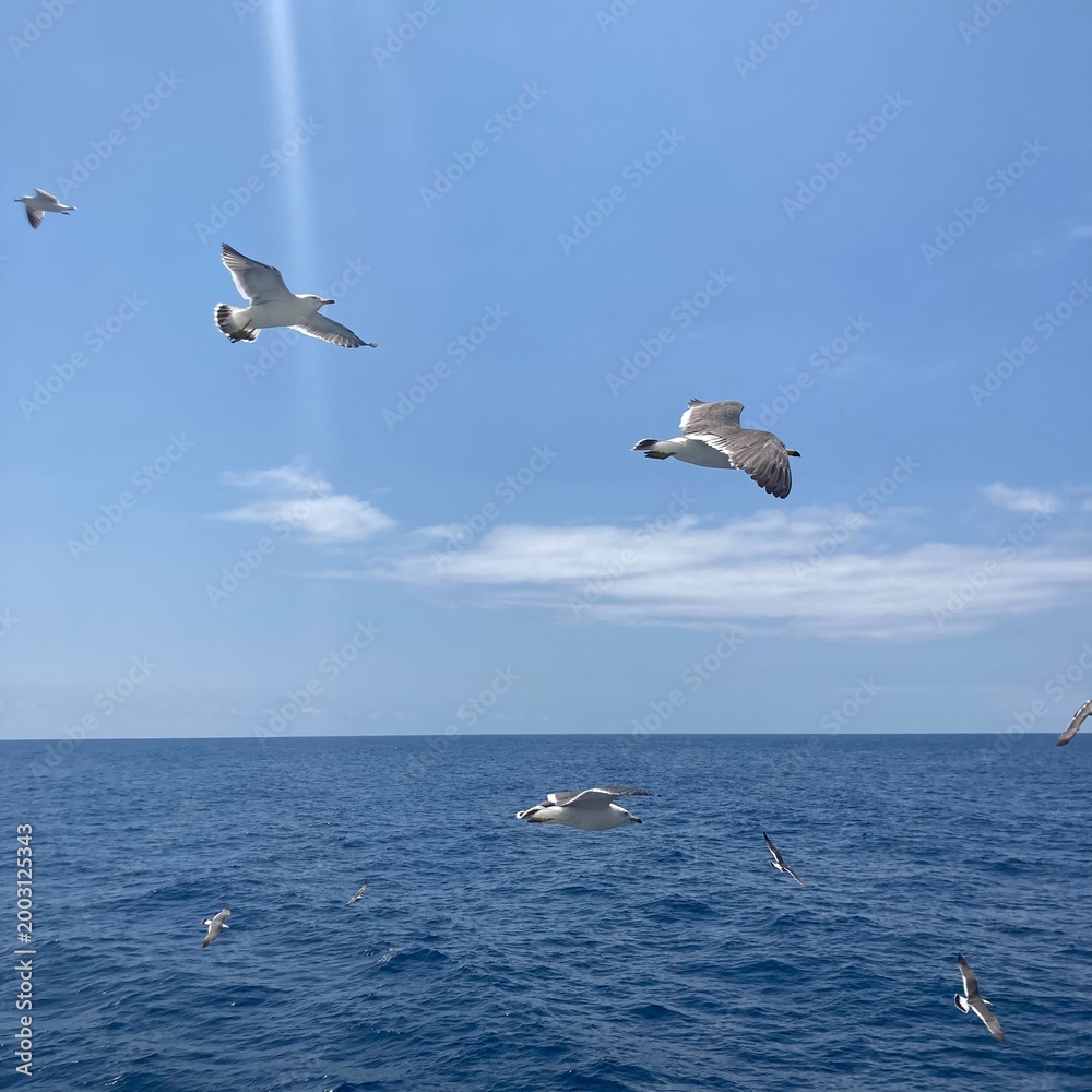 Naklejka premium Seagull Spreading Wings and Flying Over Blue Sea and Mountains