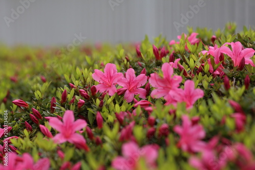 東京 公園のサツキの花と背景のボケ / Pink azalea flowers with blurred background in a city park