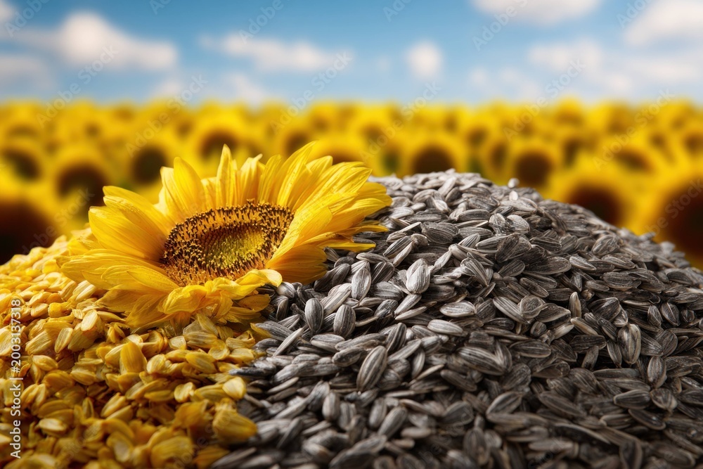 Fototapeta premium Sunflower seeds and corn kernels with sunflower flower on wooden surface, agriculture and harvest concept with field of sunflowers in background under blue sky.