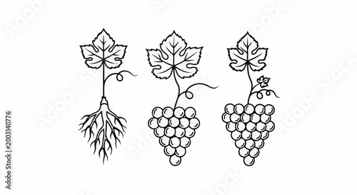 Three stages of a grape vine roots, developing bunch, mature bunch