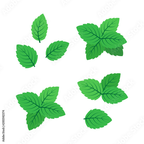 Mint leaves set. Fresh green mint leaves. Color vector illustration. Isolated on white background.	