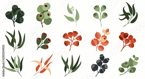 Vector illustration set of diverse eucalyptus leaves and gum nuts. Botanical collection of Australian flora elements for design projects.