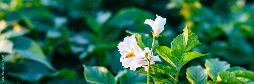 Fototapeta premium White flower blooms in a green field during the daylight hours with clear skies above