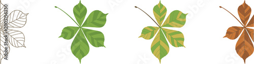 Horse Chestnut Leaf Illustrations Showing Seasonal Color Changes vector illustration